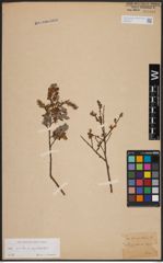 Foto von Salix aurita L. x Salix myrtilloides L.